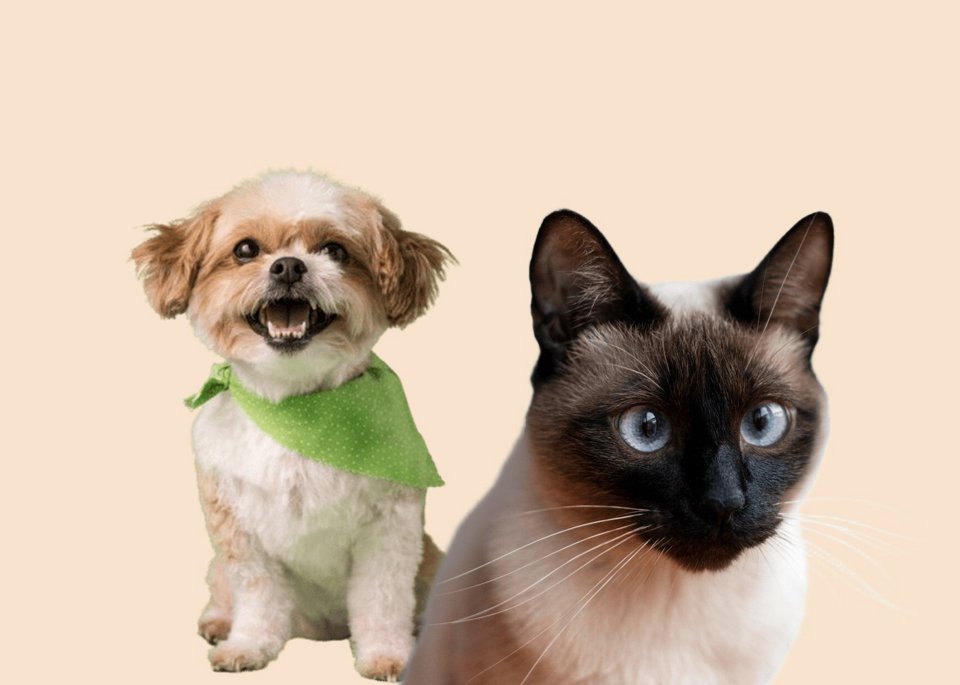 Hond Jacky en kat Jake
