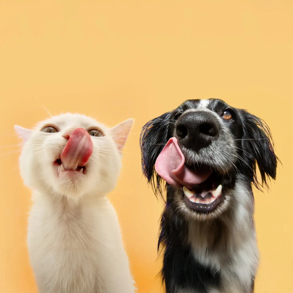 Kat en hond bij de voerbak